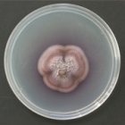 G. roseum (biofuel fungus) in culture